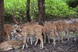 राजाजी पार्क निदेशक विवाद: सुप्रीम कोर्ट ने उत्तराखंड सरकार को फटकार लगाते हुए कहा, 'हम सामंती युग में नहीं हैं'